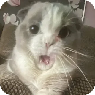 🐱 emoji СМЕШНЯВЫЕ КОТЕКИ ГЕРЫЧА Telegram sticker 5 of 22