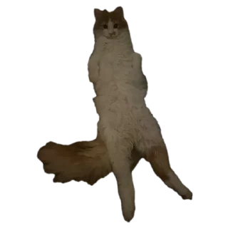 🐱 emoji СМЕШНЯВЫЕ КОТЕКИ ГЕРЫЧА Telegram sticker 6 of 22