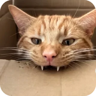 🐱 emoji СМЕШНЯВЫЕ КОТЕКИ ГЕРЫЧА Telegram sticker 9 of 22