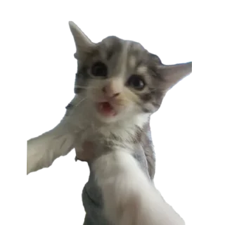 🐱 emoji СМЕШНЯВЫЕ КОТЕКИ ГЕРЫЧА Telegram sticker 17 of 22