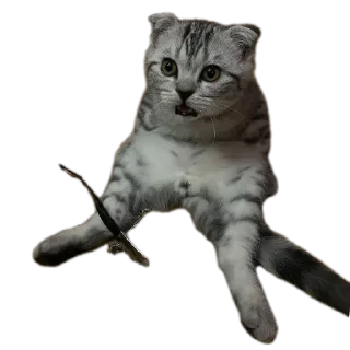 🐱 emoji СМЕШНЯВЫЕ КОТЕКИ ГЕРЫЧА Telegram sticker 12 of 22