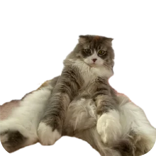 🐱 emoji СМЕШНЯВЫЕ КОТЕКИ ГЕРЫЧА Telegram sticker 7 of 22