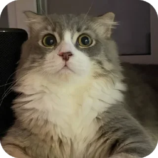 🐱 emoji СМЕШНЯВЫЕ КОТЕКИ ГЕРЫЧА Telegram sticker 8 of 22