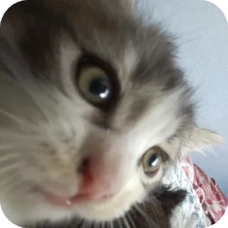 🐱 emoji СМЕШНЯВЫЕ КОТЕКИ ГЕРЫЧА Telegram sticker 18 of 22