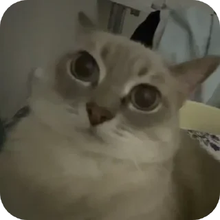 👍 emoji СМЕШНЯВЫЕ КОТЕКИ ГЕРЫЧА Telegram sticker 1 of 22