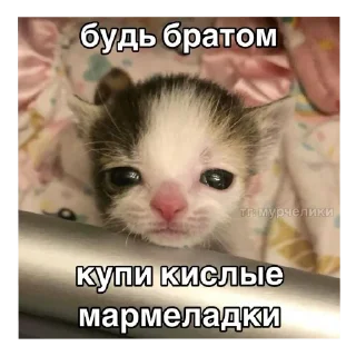Sticker from котеки