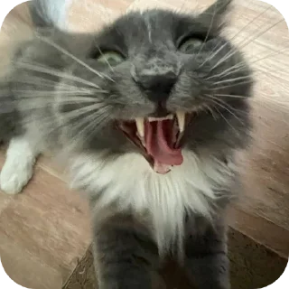 🐱 emoji СМЕШНЯВЫЕ КОТЕКИ ГЕРЫЧА Telegram sticker 10 of 22