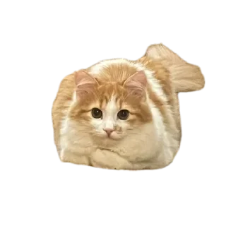 🐱 emoji СМЕШНЯВЫЕ КОТЕКИ ГЕРЫЧА Telegram sticker 11 of 22
