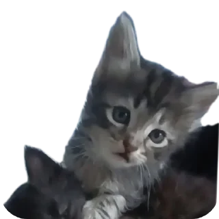 🐱 emoji СМЕШНЯВЫЕ КОТЕКИ ГЕРЫЧА Telegram sticker 20 of 22