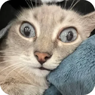 🐱 emoji СМЕШНЯВЫЕ КОТЕКИ ГЕРЫЧА Telegram sticker 4 of 22