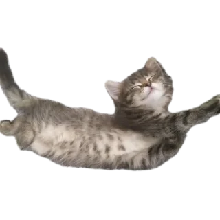 🐱 emoji СМЕШНЯВЫЕ КОТЕКИ ГЕРЫЧА Telegram sticker 15 of 22