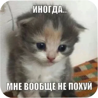 Sticker from котеки