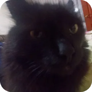👍 emoji СМЕШНЯВЫЕ КОТЕКИ ГЕРЫЧА Telegram sticker 22 of 22