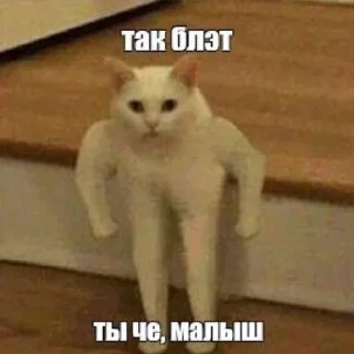 💪 emoji котеки от @vladimir0vnaaa Telegram sticker 9 of 12