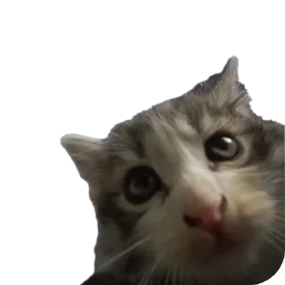🐱 emoji СМЕШНЯВЫЕ КОТЕКИ ГЕРЫЧА Telegram sticker 19 of 22