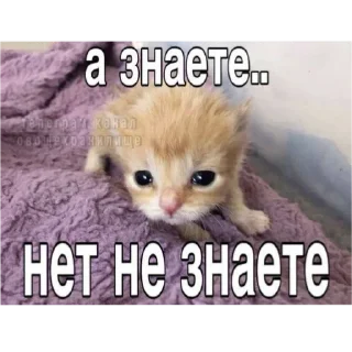 Sticker from котеки