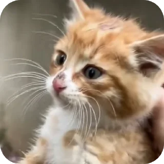 🐱 emoji СМЕШНЯВЫЕ КОТЕКИ ГЕРЫЧА Telegram sticker 14 of 22