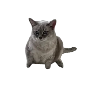 🐱 emoji СМЕШНЯВЫЕ КОТЕКИ ГЕРЫЧА Telegram sticker 13 of 22