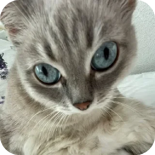 🐱 emoji СМЕШНЯВЫЕ КОТЕКИ ГЕРЫЧА Telegram sticker 2 of 22