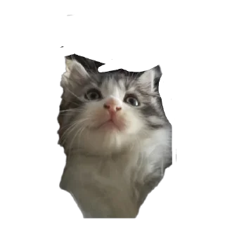 🐱 emoji СМЕШНЯВЫЕ КОТЕКИ ГЕРЫЧА Telegram sticker 21 of 22