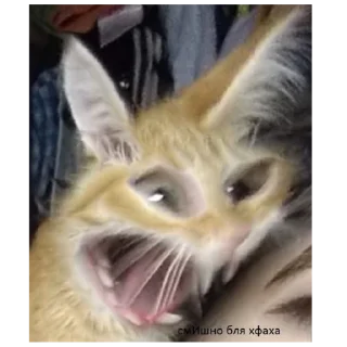😂 emoji котеки от @vladimir0vnaaa Telegram sticker 1 of 12
