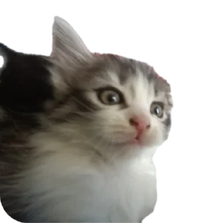 🐱 emoji СМЕШНЯВЫЕ КОТЕКИ ГЕРЫЧА Telegram sticker 16 of 22
