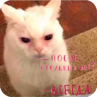 🐱 emoji ❤l Love you❤ Telegram sticker 4 of 120