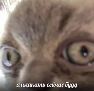альее4 sticker 2