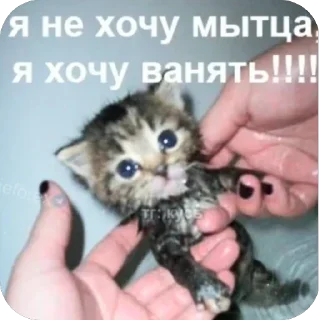 альее4 sticker 1