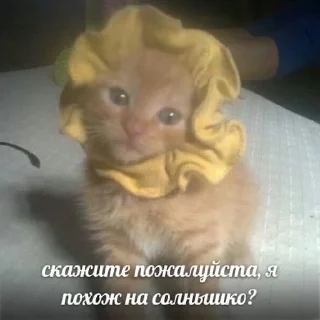 Sticker from cats2 @murchalku