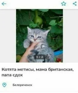 Sticker from cats2 @murchalku