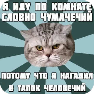 🐱 emoji Смешное#Мемы Telegram sticker 5 of 15