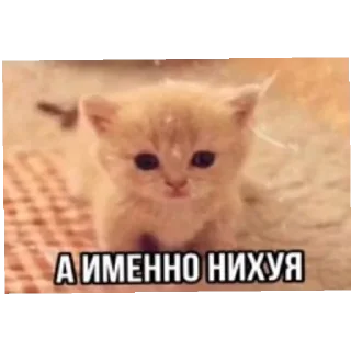 🐱 emoji Смешное#Мемы Telegram sticker 9 of 15