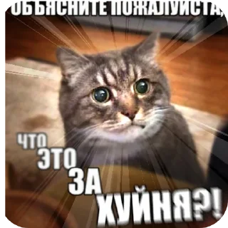 🥰 emoji Смешное#Мемы Telegram sticker 4 of 15