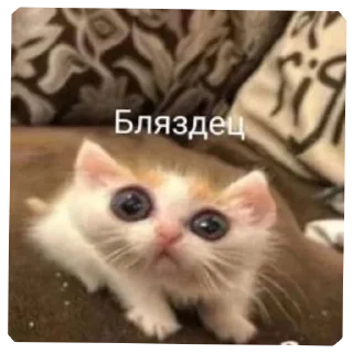 🐱 emoji Смешное#Мемы Telegram sticker 15 of 15