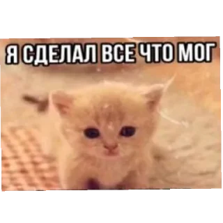 🐱 emoji Смешное#Мемы Telegram sticker 8 of 15