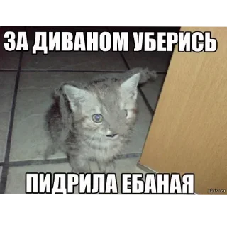 🐱 emoji Смешное#Мемы Telegram sticker 6 of 15