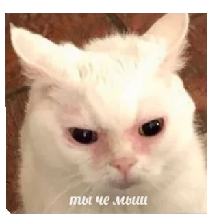 🐱 emoji Смешное#Мемы Telegram sticker 12 of 15