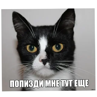 🐱 emoji Смешное#Мемы Telegram sticker 13 of 15