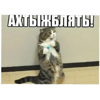 🐱 emoji Смешное#Мемы Telegram sticker 3 of 15