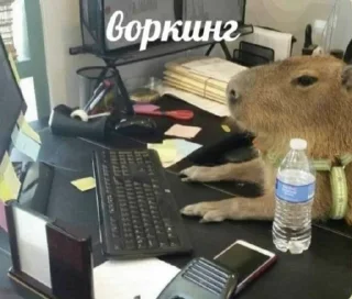Кукусками sticker 1