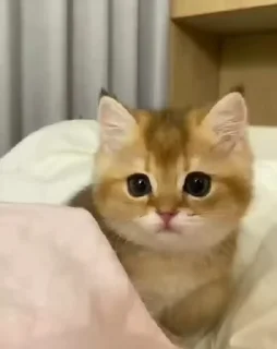 🙃 emoji Кисулечки2/by БанХаммер Telegram sticker 17 of 50