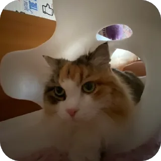 😺 emoji сосал Telegram sticker 17 of 120