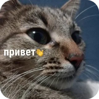 Sticker from sofa:хвостатая💓 @kotenkadasha
