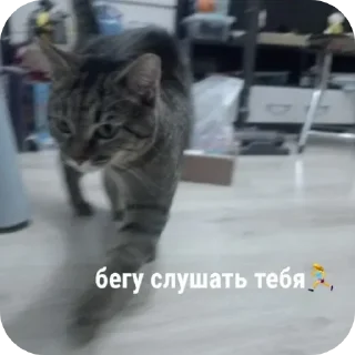 Sticker from sofa:хвостатая💓 @kotenkadasha