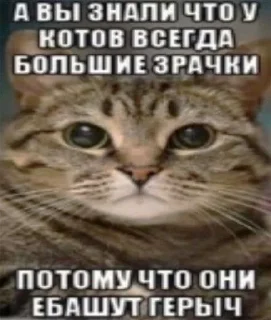 Sticker from Обычная ХЗ💀💀💀