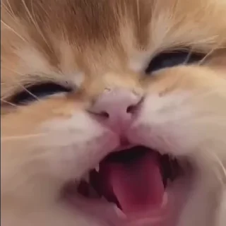 🐱 emoji @sticksbb 🩷 <- канал со стиками Telegram sticker 14 of 22