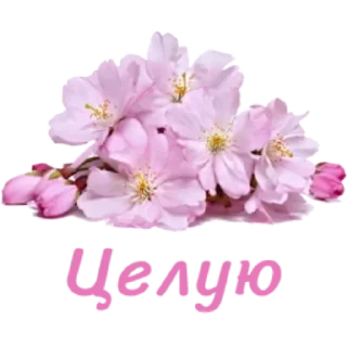 🤩 emoji Больше стикеров тут: @stikery_emodzi_memy Telegram sticker 19 of 50