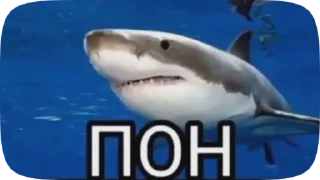 🦈 emoji krinsh_ot_irochki Telegram sticker 16 of 50