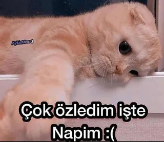 🤔 emoji @Gelmireeem @DTOUserBot Paketi 1 Telegram sticker 15 of 85